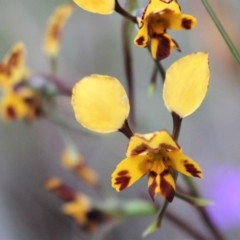 Diuris nigromontana (Black Mountain Leopard Orchid) at Acton, ACT - 29 Sep 2020 by Sarah2019