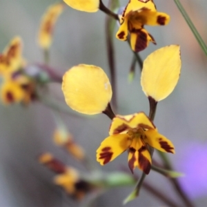 Diuris nigromontana at Acton, ACT - 29 Sep 2020