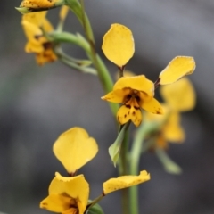 Diuris nigromontana at Acton, ACT - 29 Sep 2020