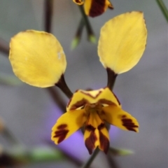 Diuris nigromontana at Acton, ACT - 29 Sep 2020