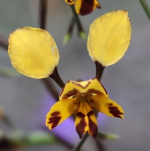 Diuris nigromontana at Acton, ACT - 29 Sep 2020