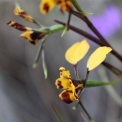 Diuris nigromontana at Acton, ACT - 29 Sep 2020