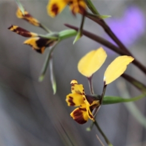 Diuris nigromontana at Acton, ACT - 29 Sep 2020