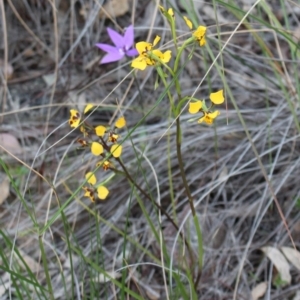 Diuris nigromontana at Acton, ACT - 29 Sep 2020