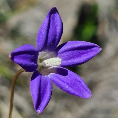 Wahlenbergia capillaris (Tufted Bluebell) at Stromlo, ACT - 28 Sep 2020 by AaronClausen