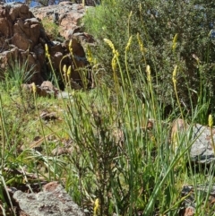 Bulbine sp. at Stromlo, ACT - 28 Sep 2020 by AaronClausen