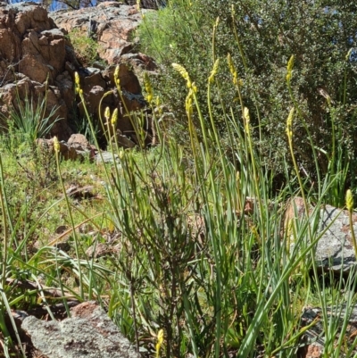 Bulbine sp. at Stromlo, ACT - 28 Sep 2020 by AaronClausen