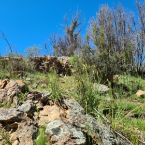 Bulbine sp. at Stromlo, ACT - 28 Sep 2020