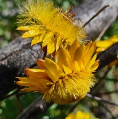 Xerochrysum viscosum (Sticky Everlasting) at Stromlo, ACT - 27 Sep 2020 by AaronClausen