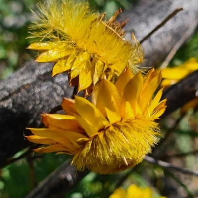 Xerochrysum viscosum (Sticky Everlasting) at West Stromlo - 27 Sep 2020 by AaronClausen