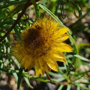 Xerochrysum viscosum at Stromlo, ACT - 28 Sep 2020 03:05 AM