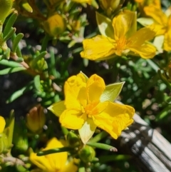 Hibbertia calycina (Lesser Guinea-flower) at Stromlo, ACT - 28 Sep 2020 by AaronClausen