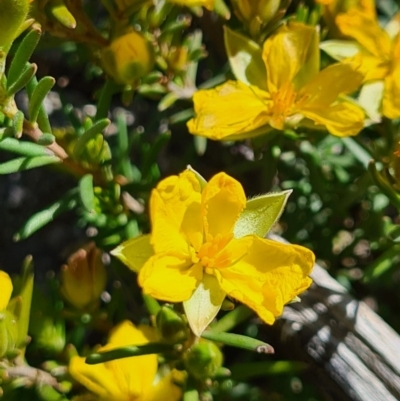 Hibbertia calycina (Lesser Guinea-flower) at Stromlo, ACT - 28 Sep 2020 by AaronClausen