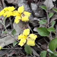 Goodenia hederacea (Ivy Goodenia) at Black Mountain - 29 Sep 2020 by Sarah2019