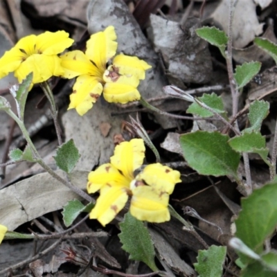 Goodenia hederacea (Ivy Goodenia) at Black Mountain - 29 Sep 2020 by Sarah2019