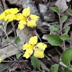 Goodenia hederacea at Downer, ACT - 29 Sep 2020