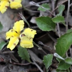 Goodenia hederacea at Downer, ACT - 29 Sep 2020