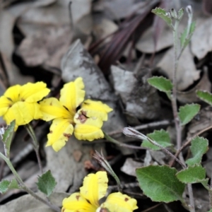 Goodenia hederacea at Downer, ACT - 29 Sep 2020