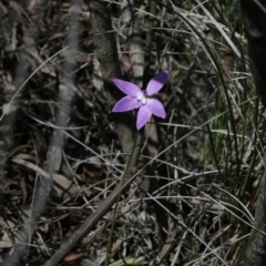 Glossodia major (Wax Lip Orchid) at Black Mountain - 29 Sep 2020 by AllanS