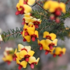 Dillwynia phylicoides (A Parrot-pea) at Acton, ACT - 29 Sep 2020 by Sarah2019
