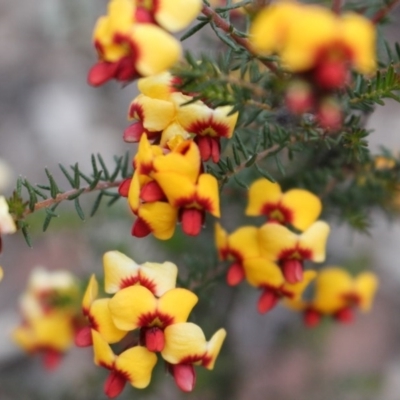 Dillwynia phylicoides (A Parrot-pea) at Black Mountain - 29 Sep 2020 by Sarah2019