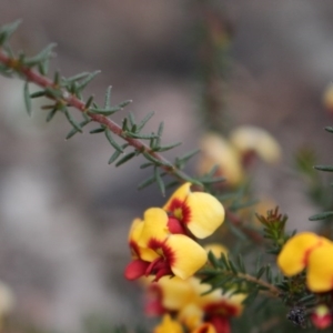 Dillwynia phylicoides at Acton, ACT - 29 Sep 2020 06:54 PM