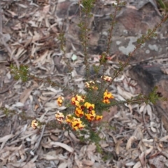 Dillwynia phylicoides at Acton, ACT - 29 Sep 2020