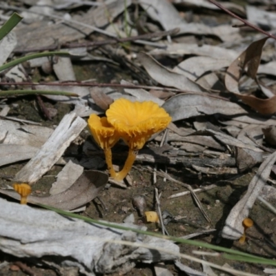 Lichenomphalia chromacea (Yellow Navel) at Black Mountain - 29 Sep 2020 by AllanS