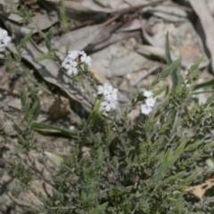 Leucopogon virgatus (Common Beard-heath) at Black Mountain - 29 Sep 2020 by AllanS