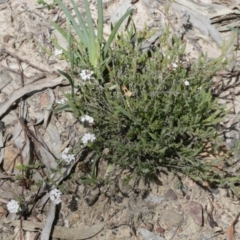 Leucopogon virgatus at Downer, ACT - 29 Sep 2020