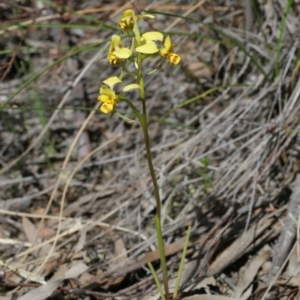 Diuris nigromontana at Downer, ACT - 29 Sep 2020