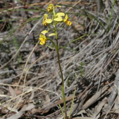 Diuris nigromontana (Black Mountain Leopard Orchid) at Black Mountain - 29 Sep 2020 by AllanS