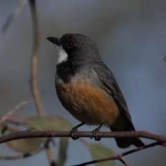 Pachycephala rufiventris (Rufous Whistler) at Majura, ACT - 28 Sep 2020 by jb2602