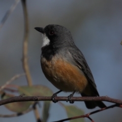 Pachycephala rufiventris (Rufous Whistler) at Mount Ainslie - 28 Sep 2020 by jbromilow50