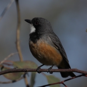 Pachycephala rufiventris at Majura, ACT - 28 Sep 2020