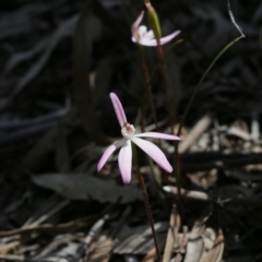 Caladenia fuscata (Dusky Fingers) at Black Mountain - 29 Sep 2020 by AllanS