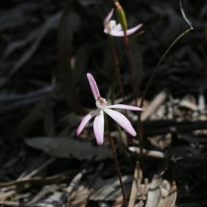 Caladenia fuscata at Downer, ACT - 29 Sep 2020