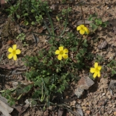 Oxalis exilis (Shady Wood Sorrel) at Downer, ACT - 29 Sep 2020 by AllanS