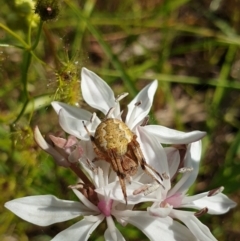 Araneus hamiltoni (Hamilton's Orb Weaver) at West Albury, NSW - 27 Sep 2020 by ClaireSee