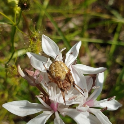 Araneus hamiltoni (Hamilton's Orb Weaver) at Monument Hill and Roper Street Corridor - 27 Sep 2020 by ClaireSee