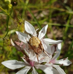 Araneus hamiltoni at West Albury, NSW - 27 Sep 2020