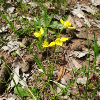 Diuris chryseopsis (Golden Moth) at Wodonga, VIC - 19 Sep 2020 by ClaireSee