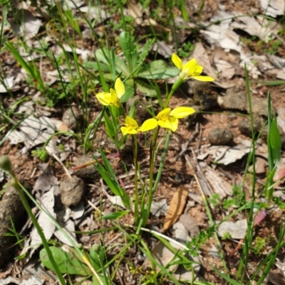 Diuris chryseopsis (Golden Moth) at Wodonga - 18 Sep 2020 by ClaireSee