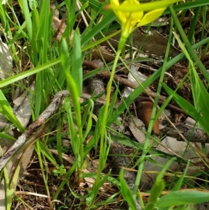 Diuris chryseopsis at Wodonga, VIC - suppressed