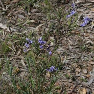 Stypandra glauca at Downer, ACT - 29 Sep 2020