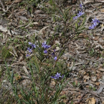 Stypandra glauca (Nodding Blue Lily) at Black Mountain - 29 Sep 2020 by AllanS