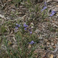 Stypandra glauca (Nodding Blue Lily) at Downer, ACT - 29 Sep 2020 by AllanS