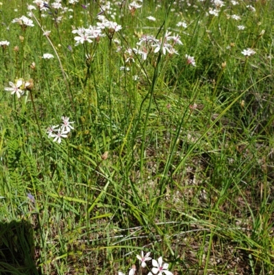 Burchardia umbellata (Milkmaids) at Albury, NSW - 26 Sep 2020 by ClaireSee