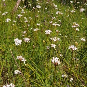 Burchardia umbellata at Albury, NSW - 27 Sep 2020