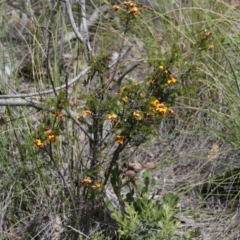 Dillwynia sp. at Black Mountain - 29 Sep 2020 by AllanS